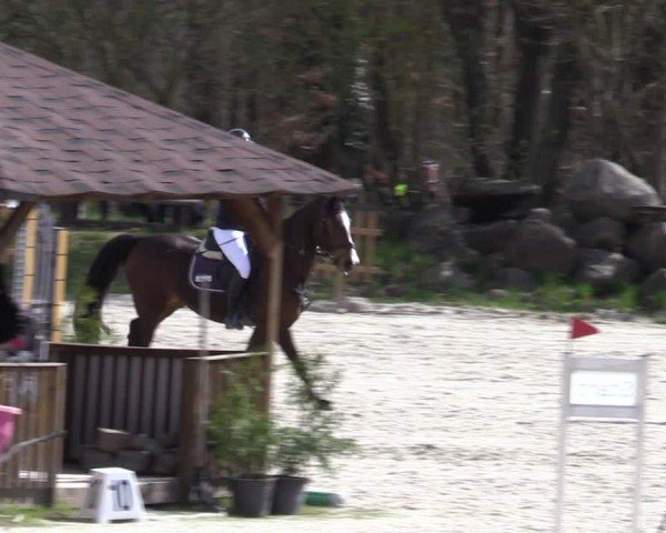 Reitturnier Pietzpuhl 2025
