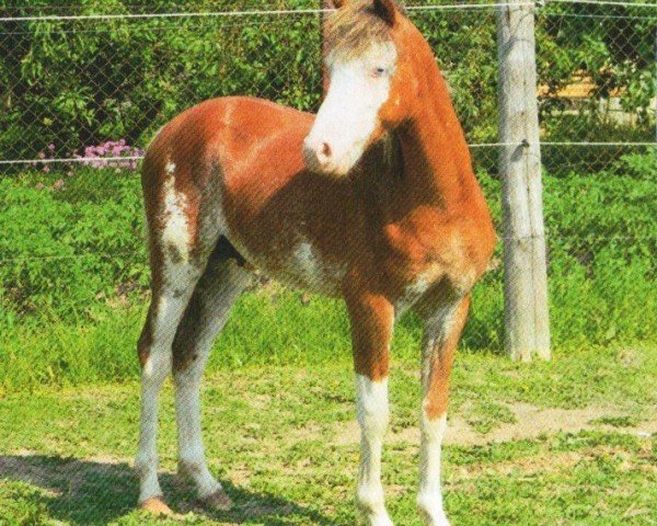 horse Mozart (Welsh-Pony (Section B), 2010, from Montender)