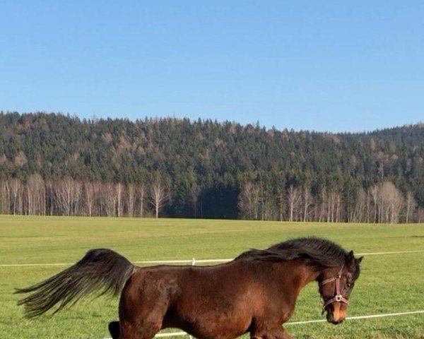 broodmare Mek Abigailx ox (Arabian purebred,  , from Abu Azmi ox 1405)