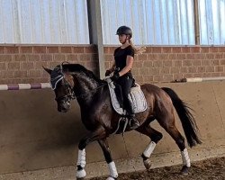 dressage horse Ampère 2 (Westphalian, 2014, from Ampère)