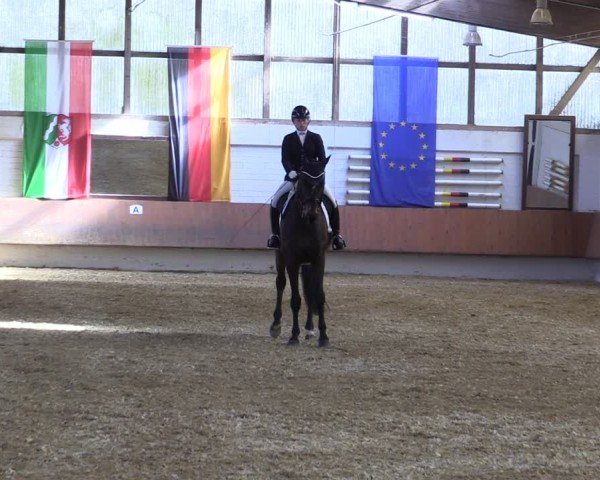 Reitturnier Bottrop 2025