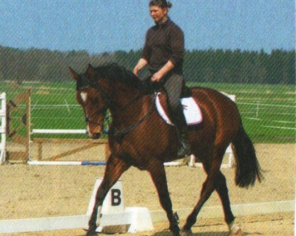 Springpferd Quentin 99 (Holsteiner, 2009, von Quo Vados I)