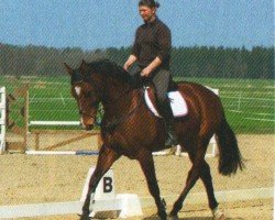 Springpferd Quentin 99 (Holsteiner, 2009, von Quo Vados I)