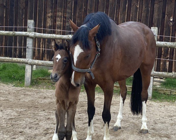 broodmare Nelly Bell Boa (Holsteiner, 2020, from Casall Ask)