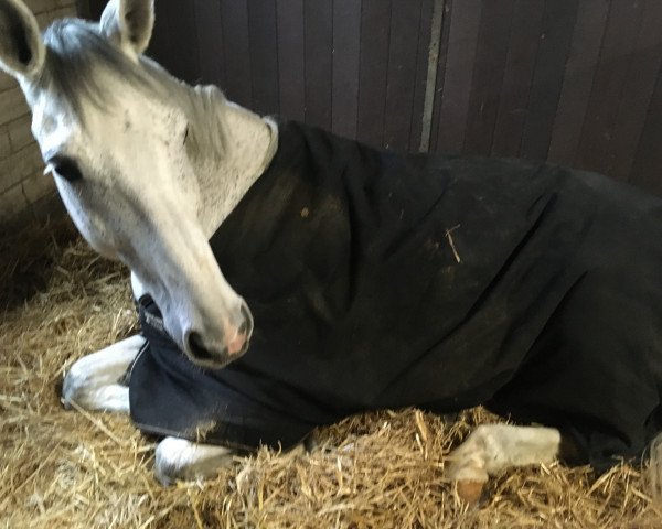 jumper Carlo 450 (Westphalian, 2010, from Congress)