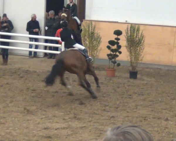 Hallenturnier auf der Anlage des Holsteiner Zuchtverbandes 2013