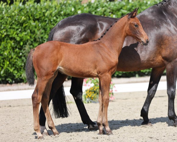 horse Stute von Kazan Z / Collin L (Westphalian, 2021, from Kazan Z)