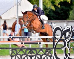 jumper Laguilot Z (Zangersheide riding horse, 2010, from Tailormade Lawito)