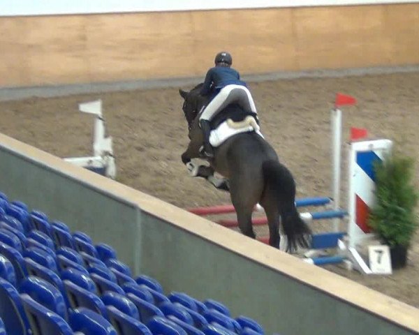 Hallenturnier auf der Anlage des Holsteiner Zuchtverbandes 2013
