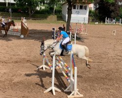 jumper Moonlight 278 (German Riding Pony, 2005)