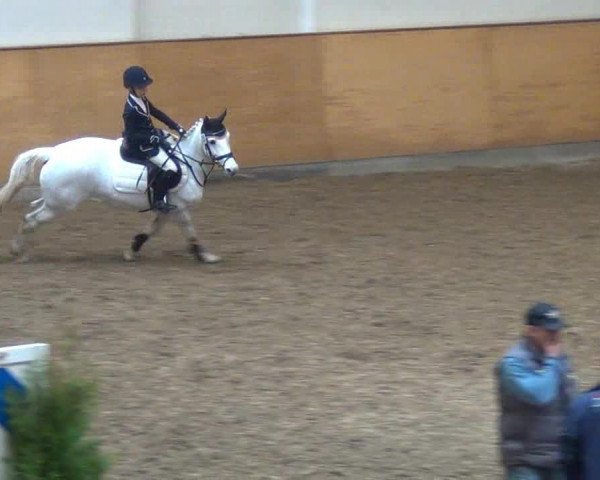Hallenturnier auf der Anlage des Holsteiner Zuchtverbandes 2013