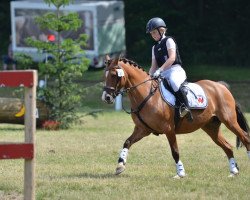 Zuchtstute Darina 171 (Westfale, 2004, von FS Don't Worry)