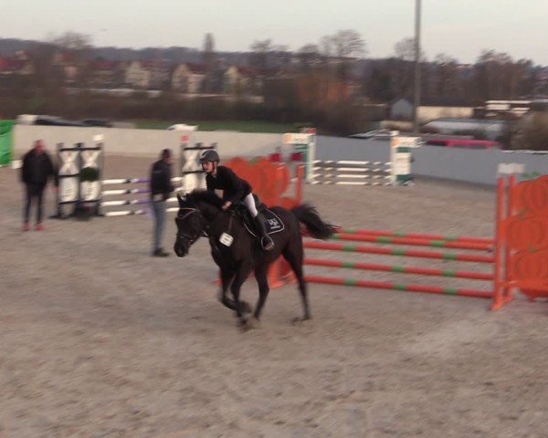 Reitturnier Zwickauer Winter Edition 2025