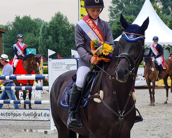 Springpferd Djamila 63 (Oldenburger Springpferd, 2015, von Diarado)