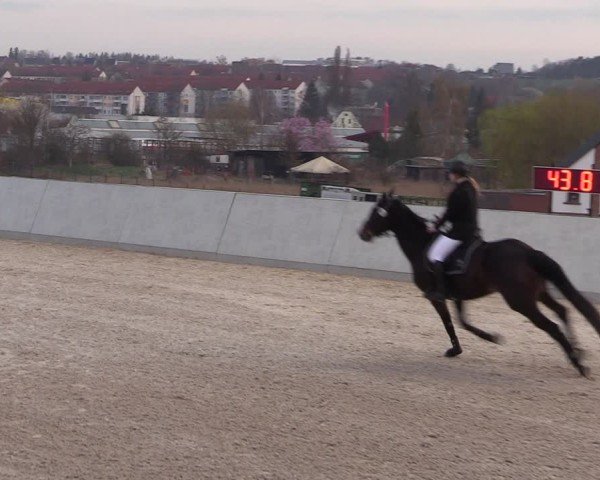 Reitturnier Zwickauer Winter Edition 2025