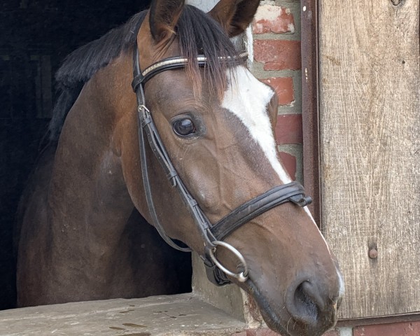 dressage horse Felia 59 (Westphalian, 2017, from For Final)
