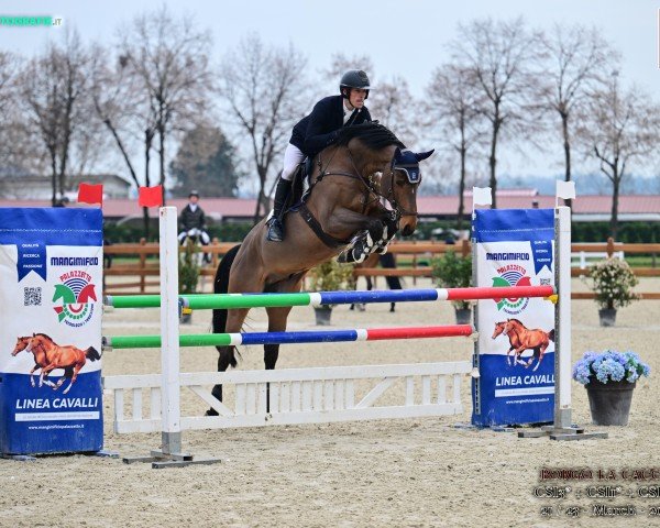stallion ORIGI DU ROUET (Holsteiner, 2019, from Origi D'o)