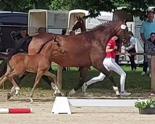 Pferd Dark dressed Rose K (Westfale, 2021, von Dark Dressed Man)