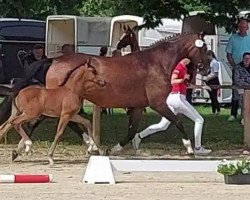 Pferd Dark dressed Rose K (Westfale, 2021, von Dark Dressed Man)