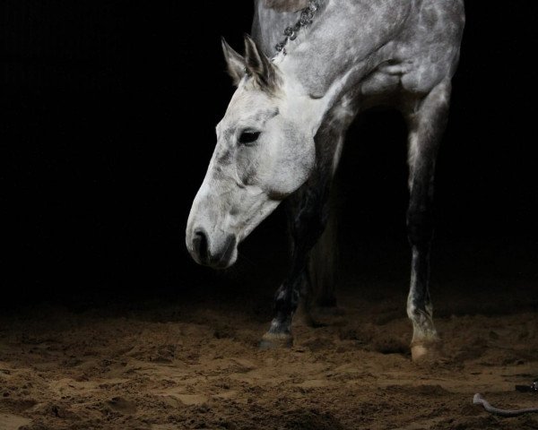 dressage horse Vestervang's May Lecia (Danish Warmblood, 2011, from Leandro)