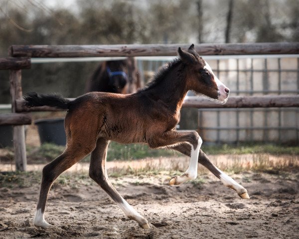 horse Einfach Dori (German Riding Pony, 2021, from Dreidimensional AT NRW)