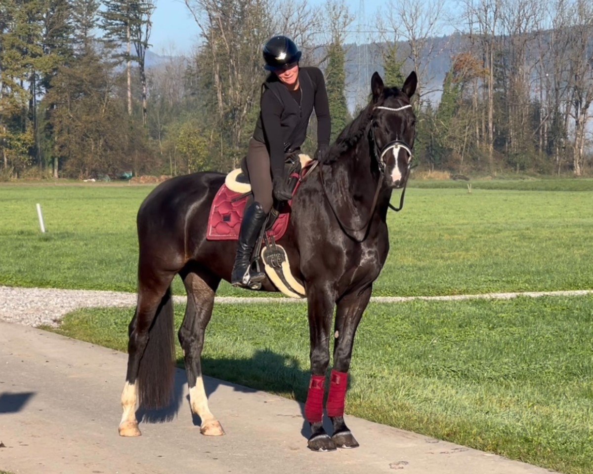 Dressurpferd Generoso Diamante (Deutsches Sportpferd, 2017, von Grey Flanell)