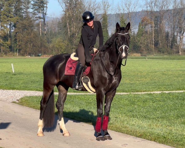 Dressurpferd Generoso Diamante (Deutsches Sportpferd, 2017, von Grey Flanell)