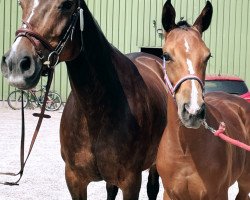 Pferd Hengst von Eldorado van de Zeshoek / Caretino (Holsteiner, 2021, von Eldorado van de Zeshoek)
