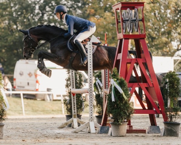 Springpferd Coco Calina (Westfale, 2018, von Come to win AH)
