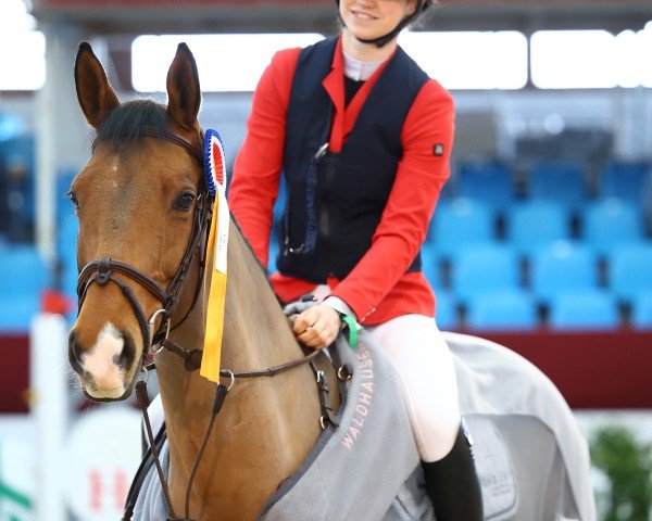 broodmare Pezi's Püppi (Westphalian, 2013, from Lord Pezi Junior)