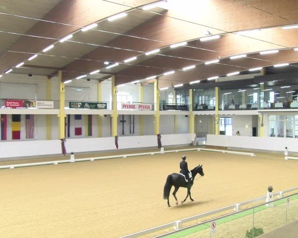 FEI Dressurturnier Stadl-Paura 2025