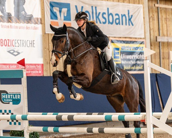 Springpferd Corvus F (Deutsches Sportpferd, 2020, von Ciacomo)