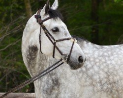 jumper Ceydanur (German Sport Horse, 2018, from K.i Checkter)