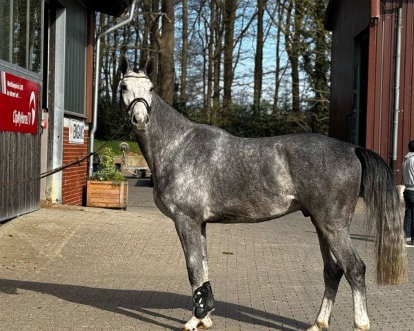 horse Alarich (Westphalian, 2021, from All Star)