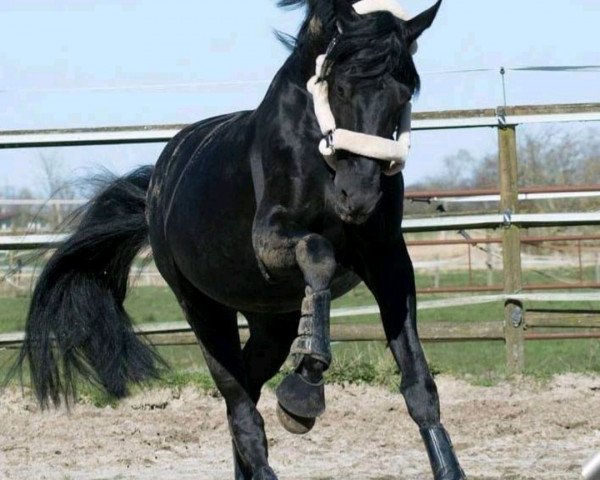 horse Rubin Hit 4 (Oldenburg, 2006, from Revan)