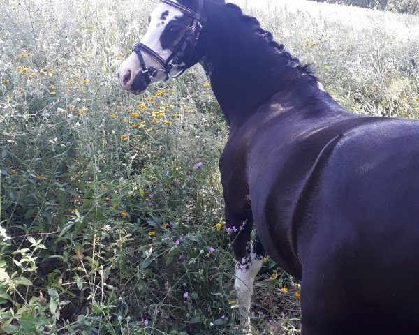 dressage horse Mila (unknown, 2011)