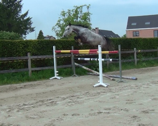 horse Fifi van de Claevervallei (Holsteiner, 2013, from Darco)