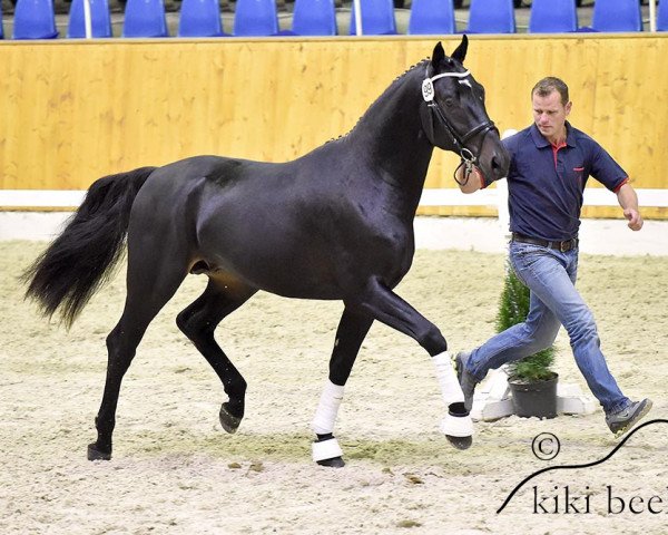 horse Sopresso Gold (Oldenburg, 2012, from Serano Gold)