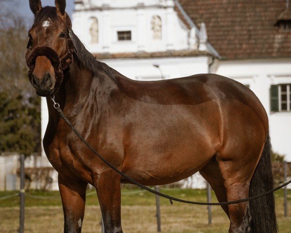 Pferd Lady Claire (Deutsches Sportpferd, 2020, von Glasgow van het Merelsnest)