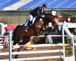 jumper Calistha (Hanoverian, 2009, from Conteur)
