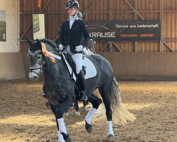 dressage horse High End 2 (Oldenburg, 2019, from Kingston Jz)