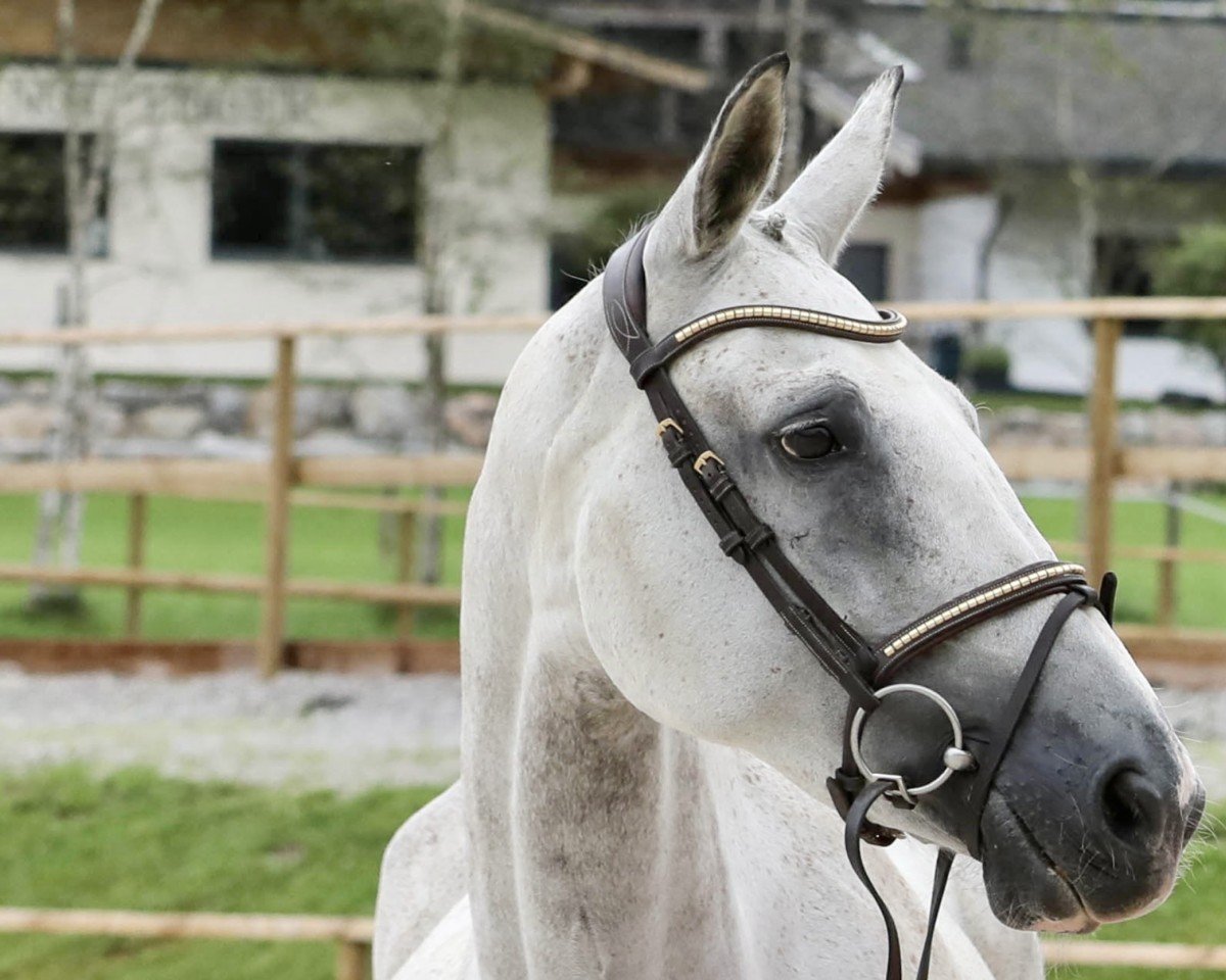 broodmare Bibibibi du Gibet (Luxembourg horse, 2011, from Balou du Rouet)