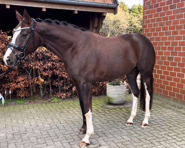 dressage horse Bunte Berta (Westphalian, 2018, from Callaho's Benicio)