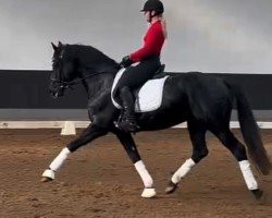 dressage horse Fürstenstolz 7 (Hanoverian, 2019, from Fürsten-Look)