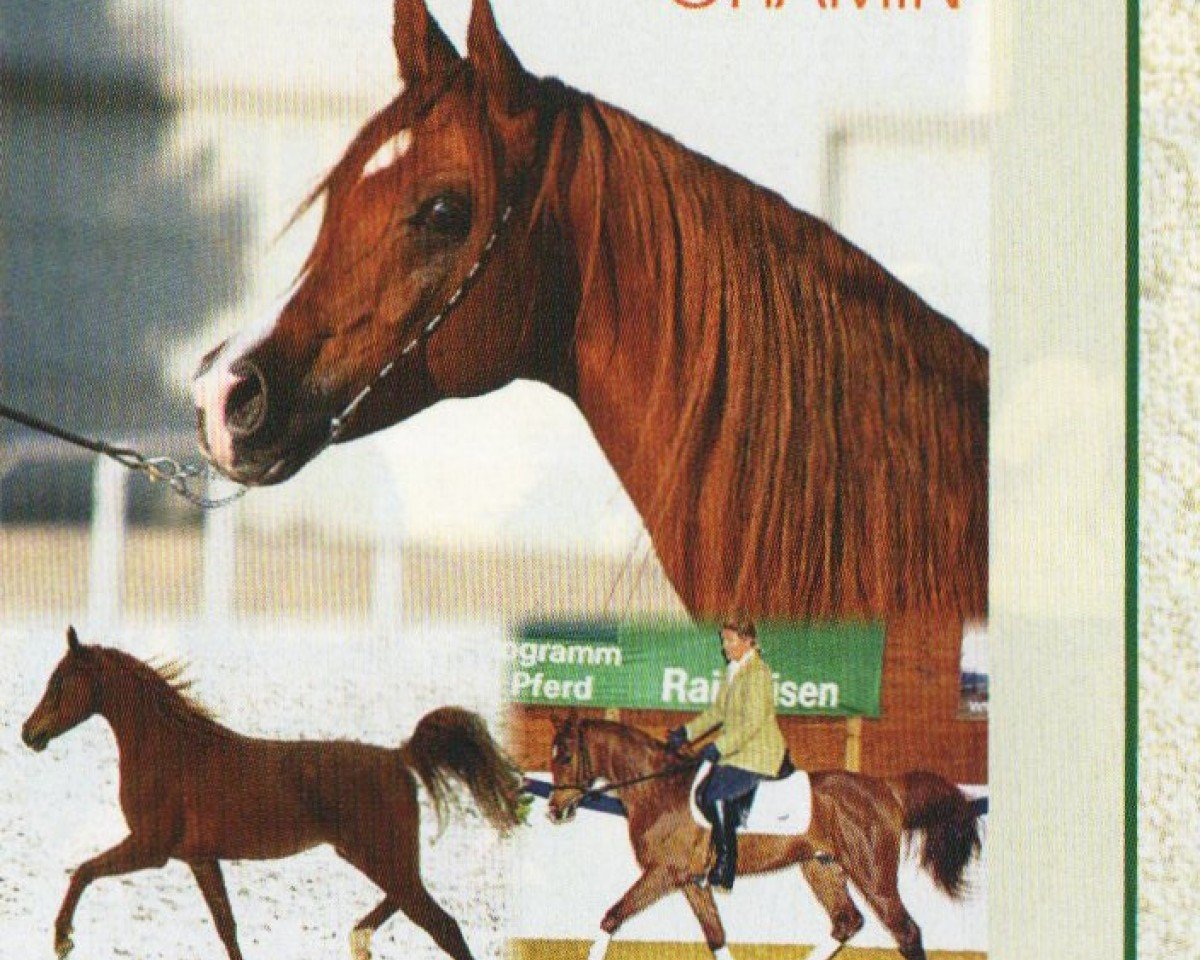 Deckhengst Ghamin EAO (Vollblutaraber, 2000, von Naheed EAO)