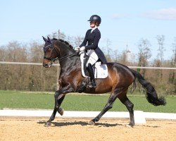 dressage horse Estella 97 (Bavarian, 2013, from Esperico)