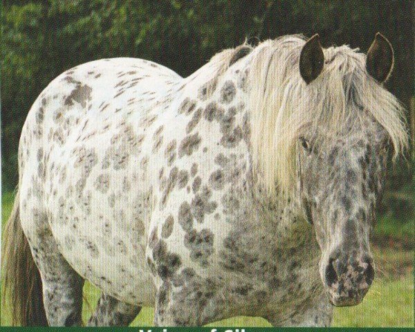 stallion Veiga af Silver (Knabstrupper, 2002, from Picanco)