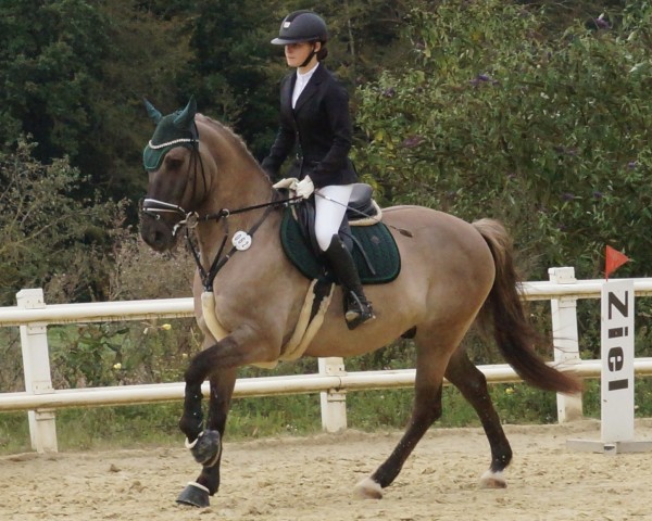 Springpferd Mister Grey 4 (KWPN (Niederländisches Warmblut), 2013)
