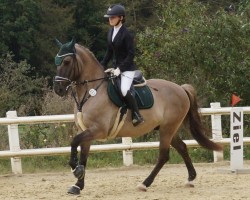 jumper Mister Grey 4 (KWPN (Royal Dutch Sporthorse), 2013)