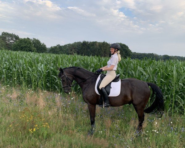 Pferd Special Surprise K (Oldenburger, 2013, von Surprice)